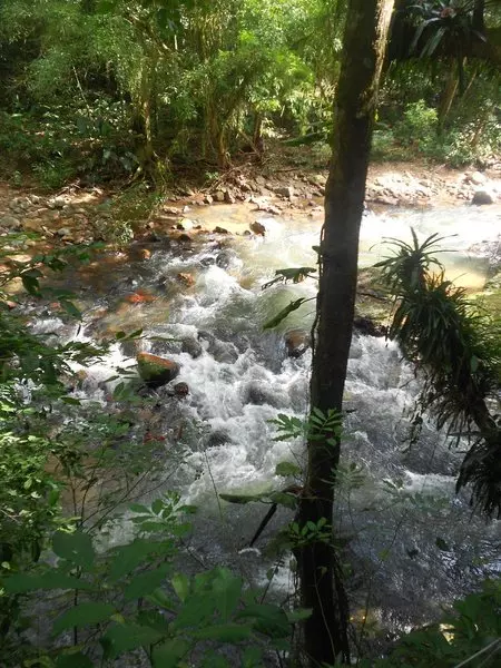 Riacho raso e caudaloso entre as árvores do Parque Natural das Aves em São Bento do Sul.