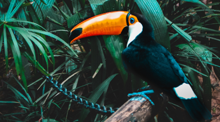 Viágens para amantes de animais