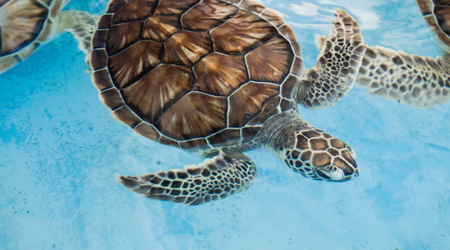 Viágens para amantes de animais