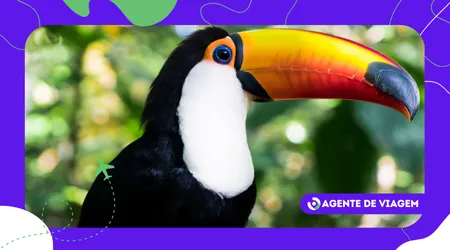 Dia da Amazônia