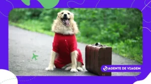Roteiro de viagem com pets: documentos e cuidados