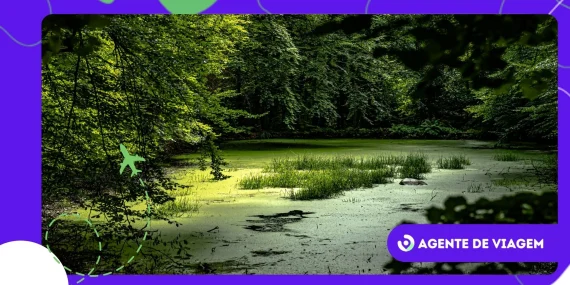 Conheça os brejos de altitude do Nordeste e seu clima único